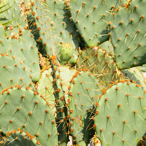 Cactus Sustainability