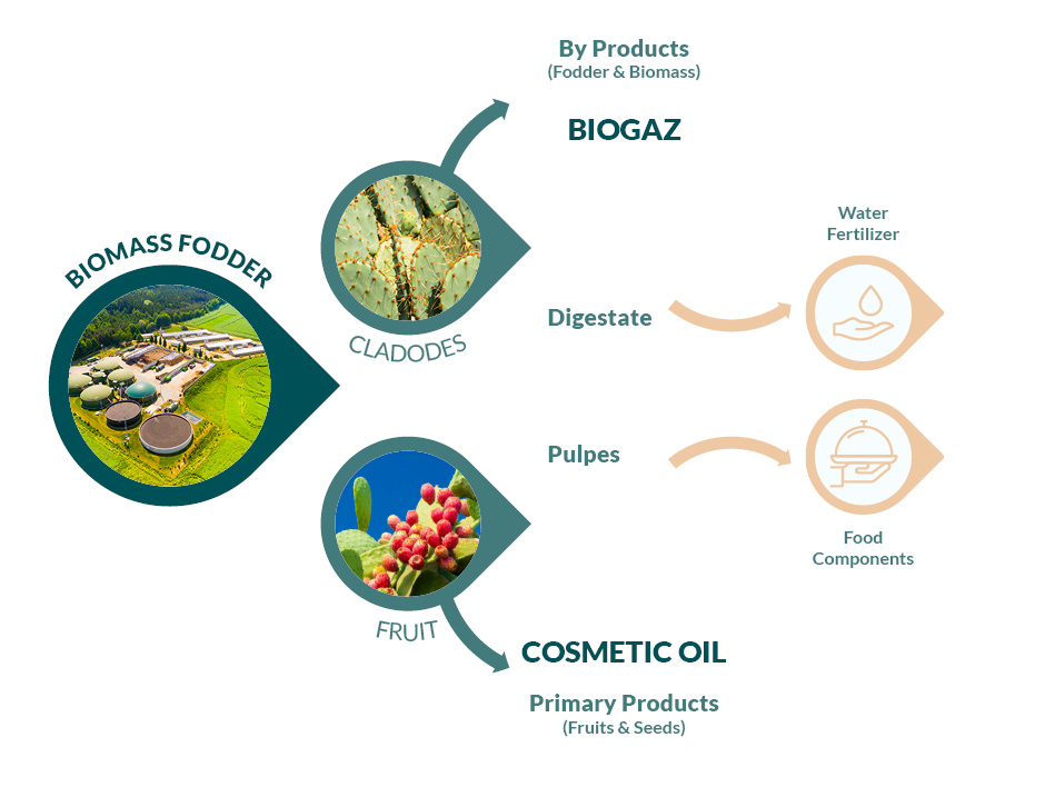 Opuntia Tree of Life